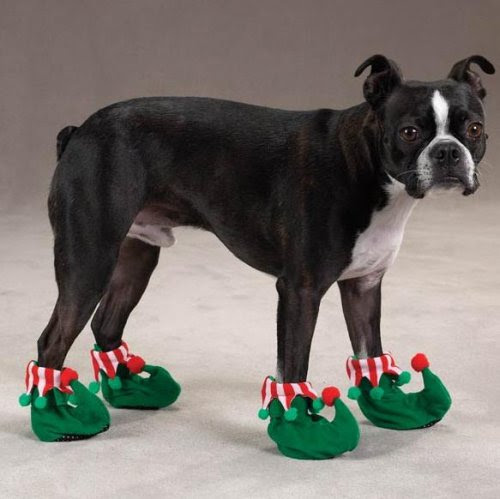 ... dog shoes | Dog Obedience Training , Puppies Training, Dog Behavior