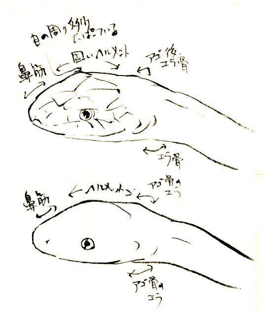 へびのあたま あたまの形 へびを描くのに必要なパーツはたった二つ あたまと体 このふたつです 体のほうは単純化してしまえばほとんど紐の様な形状になるので絵的な要素は顔に集中すると言ってもいいと思います 体をあまり描かない蛇の絵は