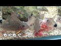 [新しいコレクション] コリドラス 餌 やり方 229927-コリドラス 餌 やり方