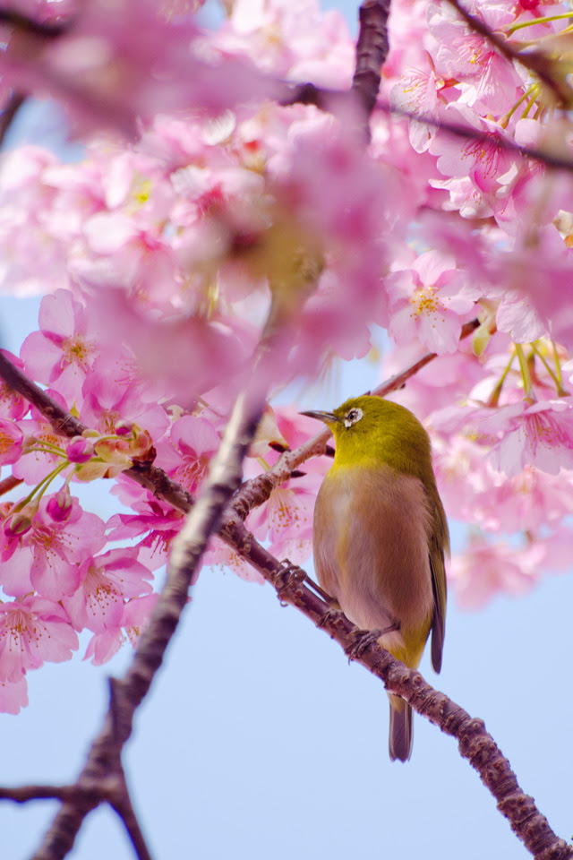 河津桜まつり 写真3枚 Leone