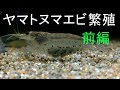 ヤマトヌマエビ ミナミヌマエビ 見分け方 262343-ヤマトヌマエビ ミナミヌマエビ 見分け方