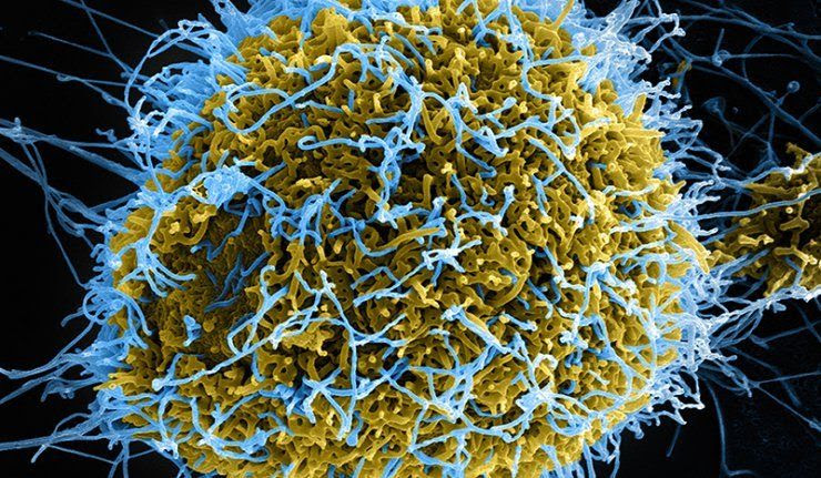 Le virus Ebola a commencé à muter