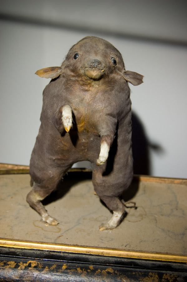 HbDC9fY Bad taxidermy is the perfect mix of hilarious and terrifying