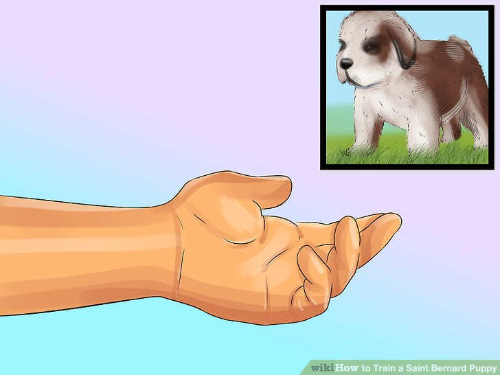 Train a Saint Bernard Puppy Step 2 Version 3.jpg