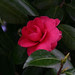 DPP_0168