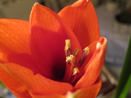 Amaryllis by Anna Amnell