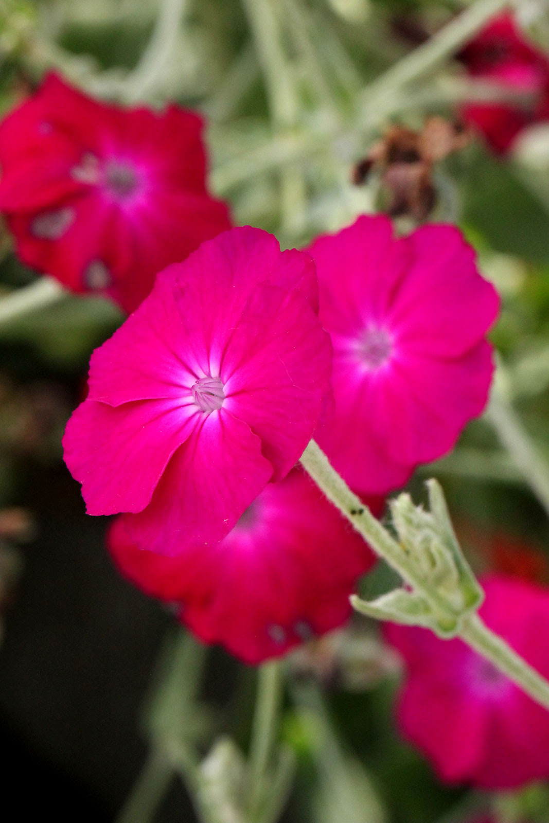 お花の写真集 スイセンノウ 酔仙翁