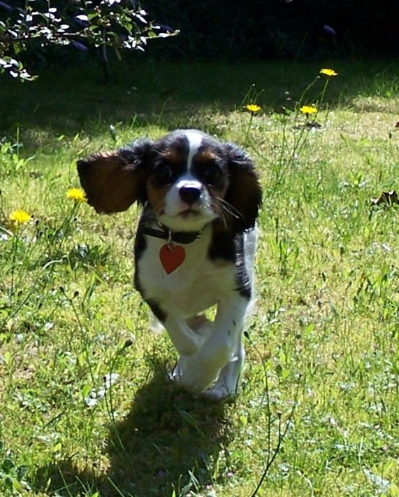run like the wind