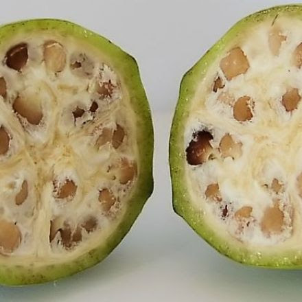 Here's what fruits and vegetables looked like before we domesticated them