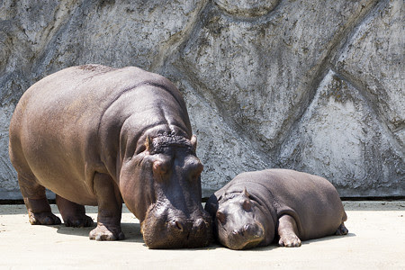 動物の親子 東武動物公園 Skypalace Photo