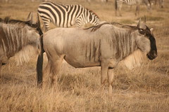 Wildebeest at Twilight