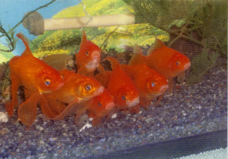 金魚の睡眠 こころの天気