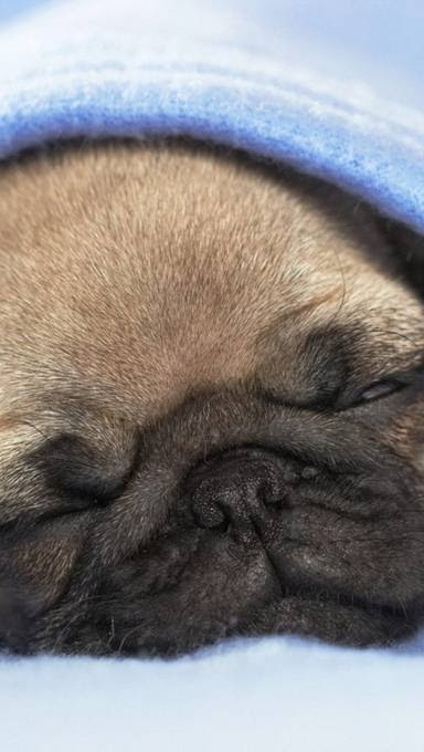 動物画像無料 ベスト可愛い 待ち受け 画面 パグ 待ち受け Iphone