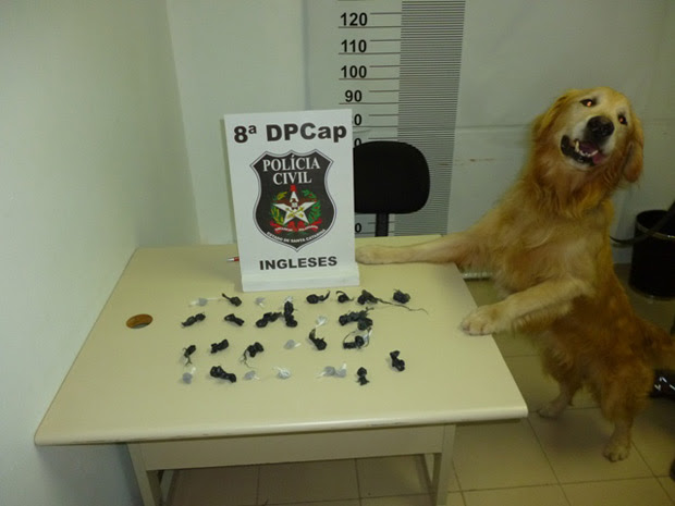 ’Dog’ Marley, police dog in southern Brazil has a nose for marijuana.