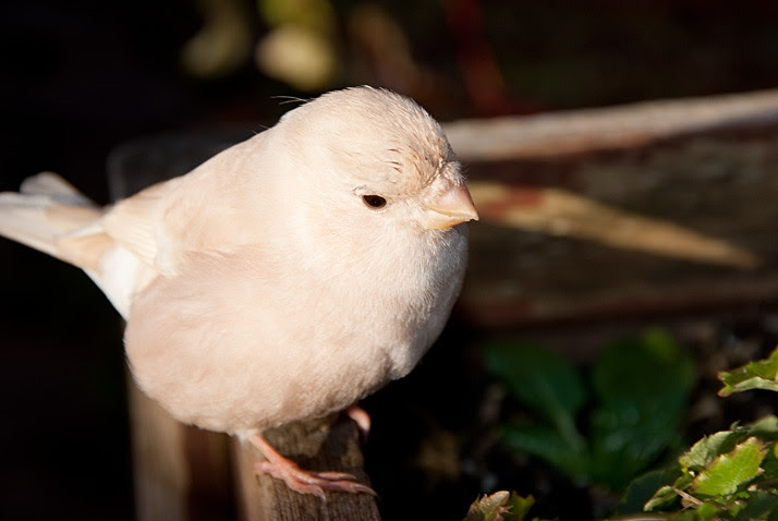birdy, is it a vink, is it a canary ?