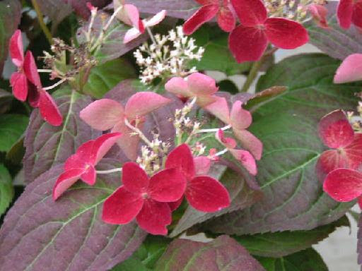 ほっと待以夢 紫陽花