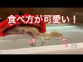 【ベストコレクション】 アフリカツメガエル 餌 246859
