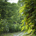 Chemin En Pierre - Chemin En Pierre De Jardin Photos stock - Image: 5484253