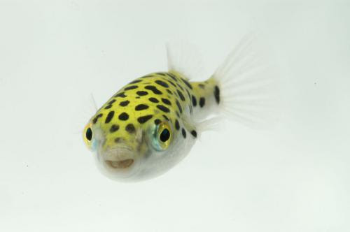 あくあしょっぷ石と泉 ベトナム淡水ミドリフグ 約3 4cm 5匹セット