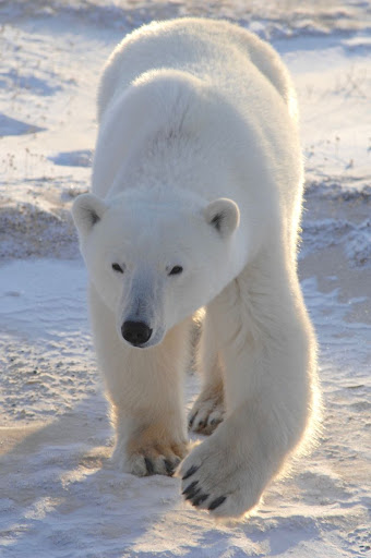 How Much Can Polar Bears Weigh