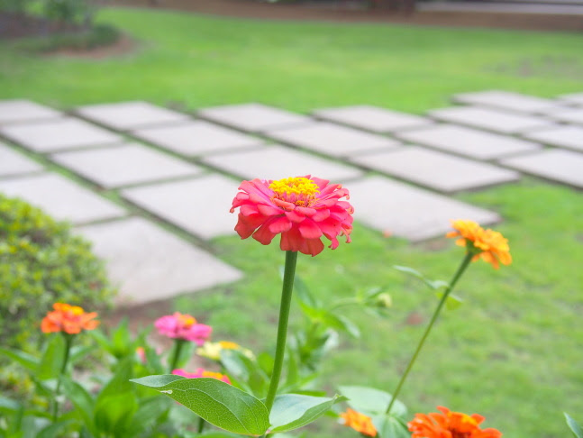 赤色の花図鑑