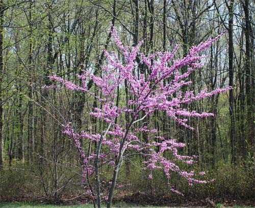 Spring1