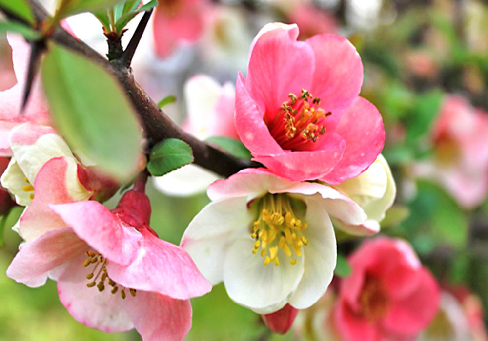 寒木瓜 かんぼけ の花 花