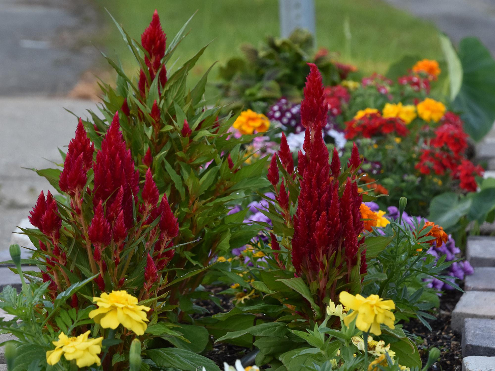 Celosia Almost Guarantee Summer Garden Success Mississippi State University Extension Service
