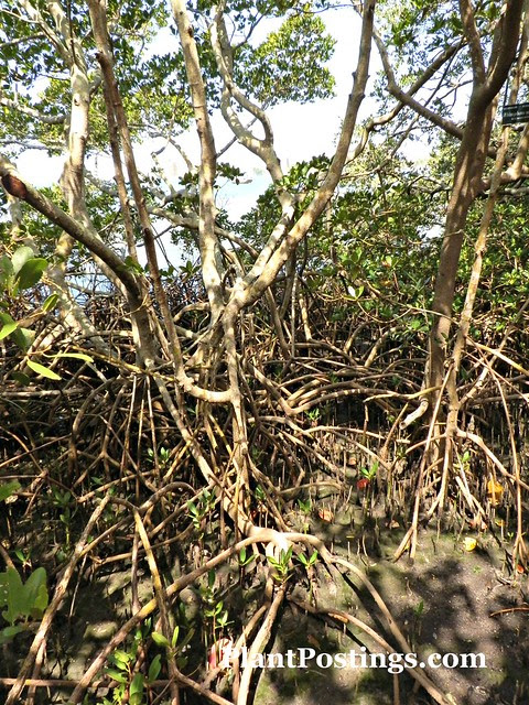 mangroves