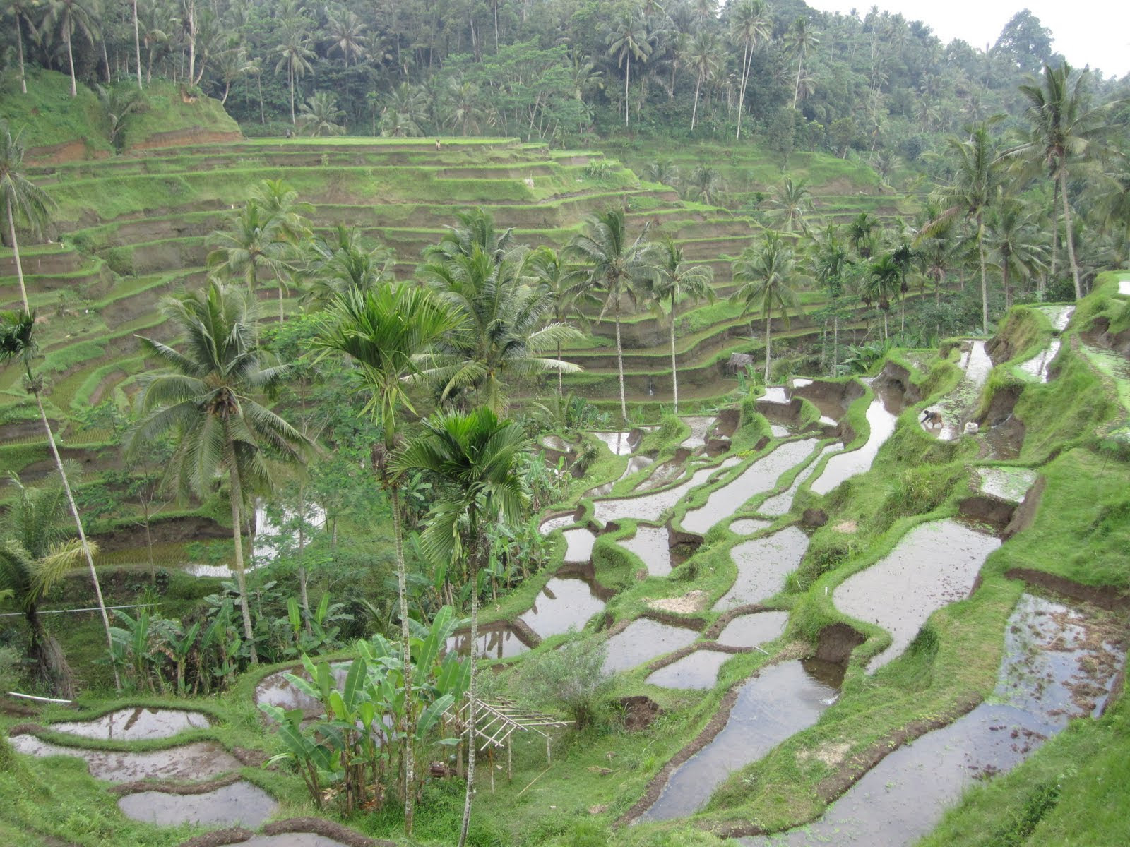 wisata sepeda di ubud bali 2014 Tempat Wisata Foto wisata sepeda di ubud bali 2014 Tempat Wisata Foto