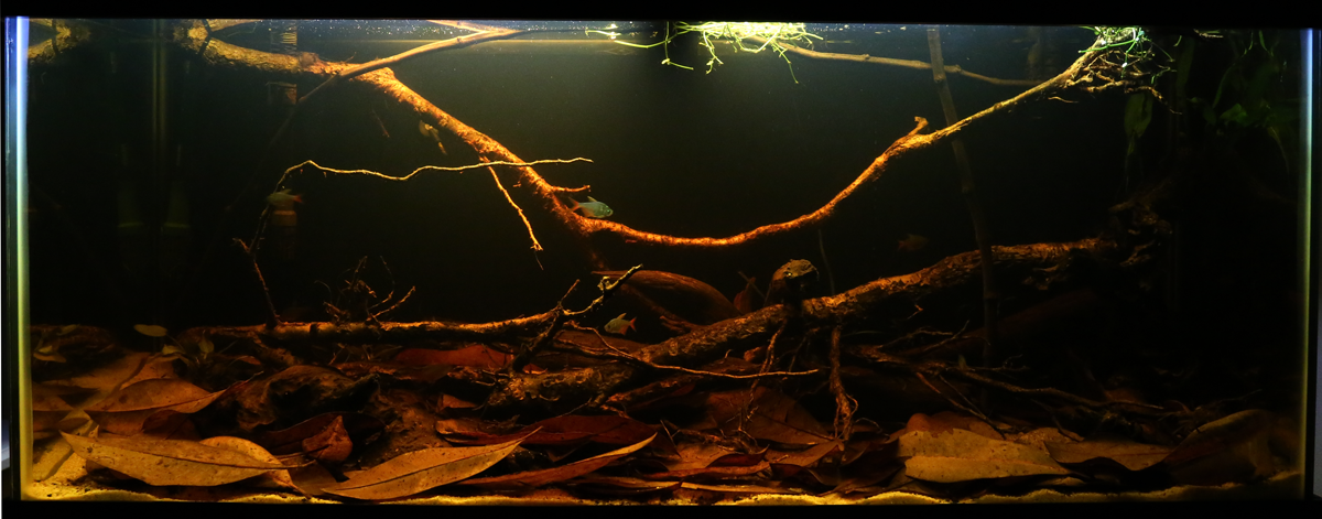 75 gallon Amazon blackwater biotope - SZtmvnX