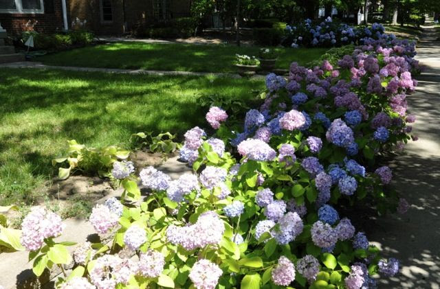 Hydrangea beds. Landscaping ideas | Patio Ideas | Pinterest