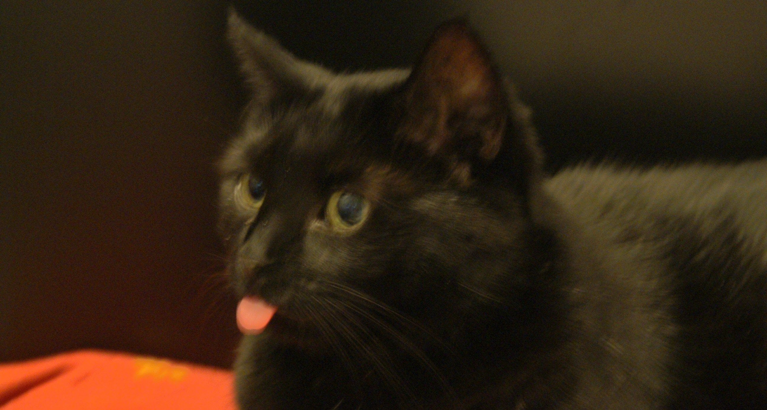 Le Comportement Du Chat Face A La Vieillesse