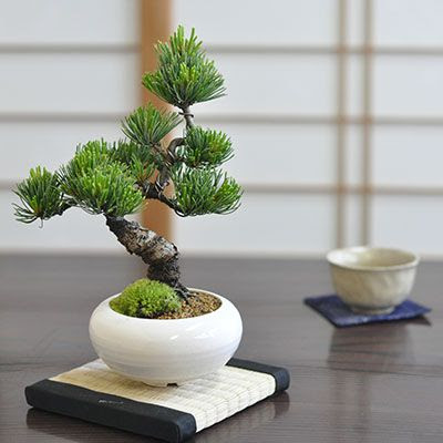 モダン モダン 信楽鉢 松 父の日 五葉松 盆栽 Bonsai 4号 盆栽 ボンサイ 松 白 高級 高価 価値 植物 松盆栽 鉢植え 剪定 植え替え 針金 お父さん 初めて 初心者 入門 プレゼント 趣味 退職 老後 シニア