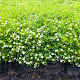 Ground Cover With White Flowers Australia
