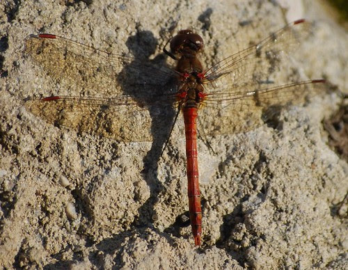Libelle