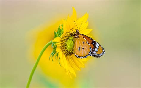 insect tiger butterfly  yellow color  sunflower