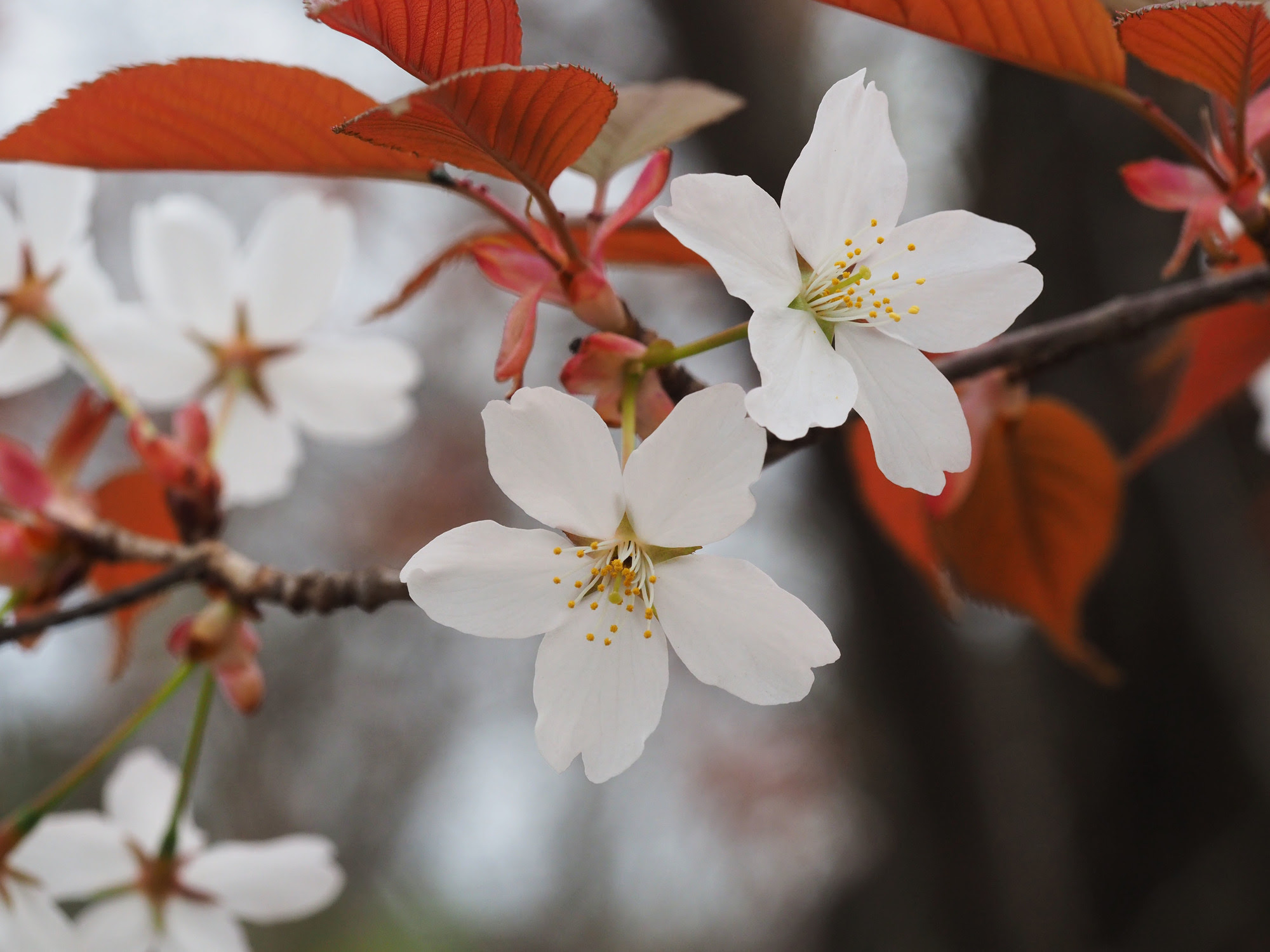 山桜 近畿二府四県の花寺めぐり 関西花の寺二十五カ所
