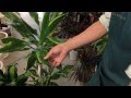 南国植物 地植え 240595-南国植物 地植え