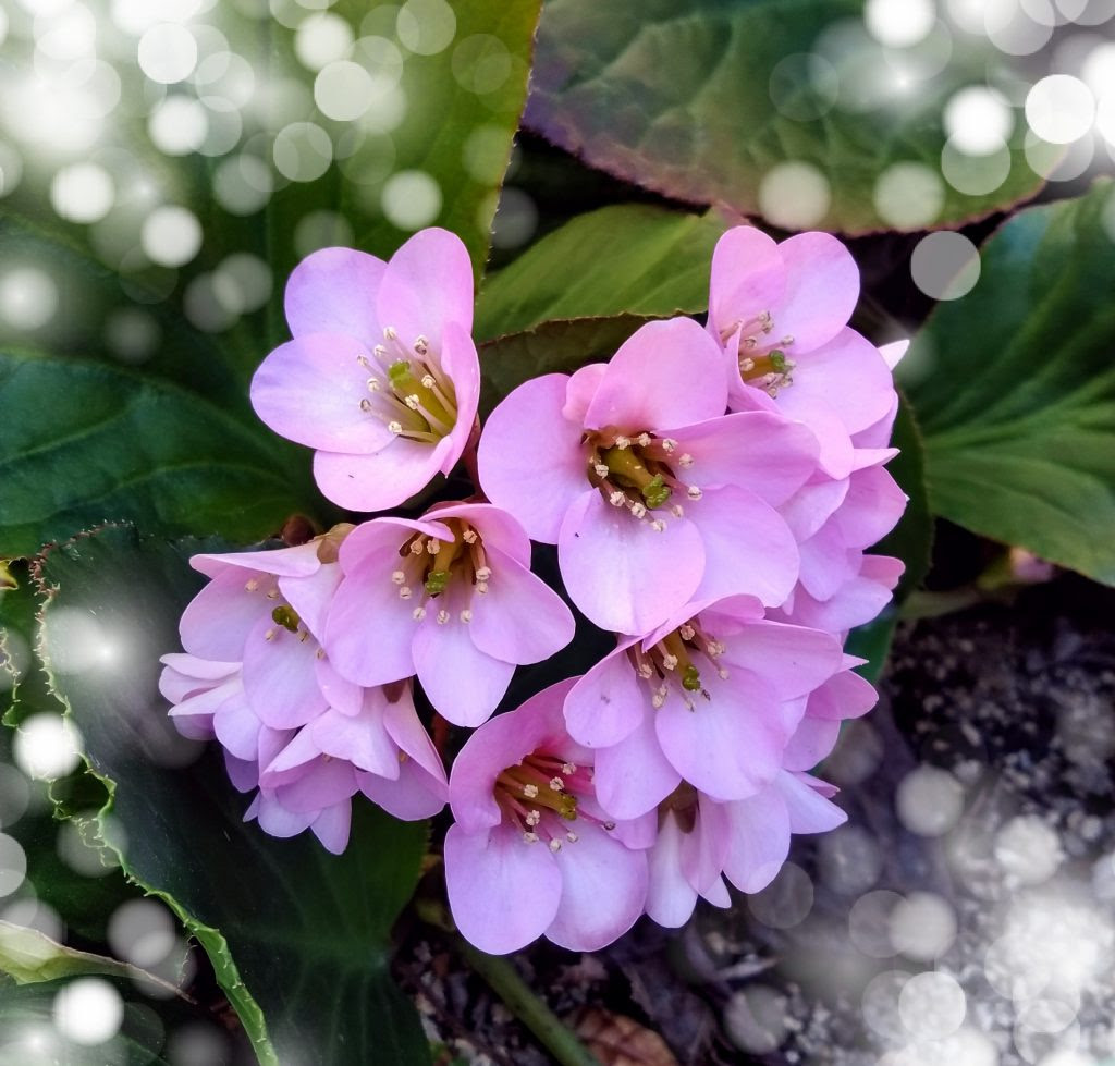 3 月 23 日 誕生 花 Parry Gwynedd