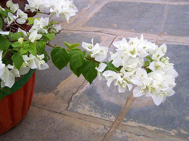 bugenvilea1