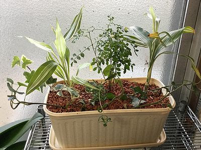 ジャガイモ バラ 挿し木 きまぐれスミトン