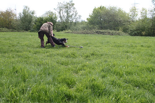 hundeerziehung  IMG_1767 picture photo bild