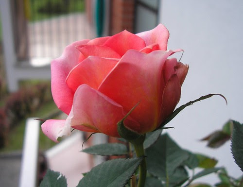 flowers roses pictures