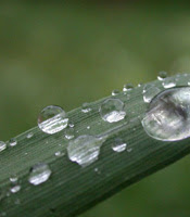 daun
