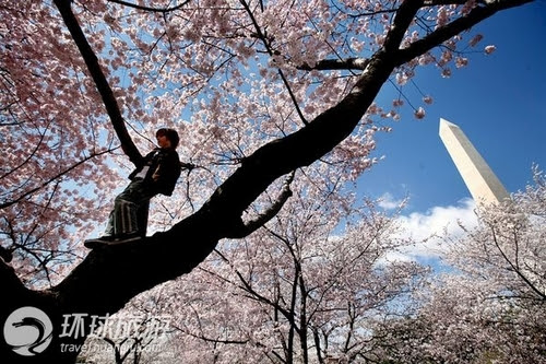 Cherry Blossom Festival