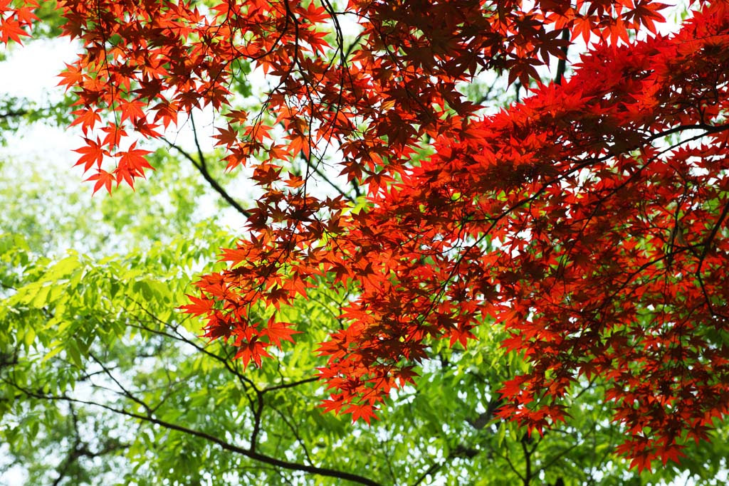 ゆんフリー写真素材集 No 6436 初夏の赤紅葉 韓国 ソウル