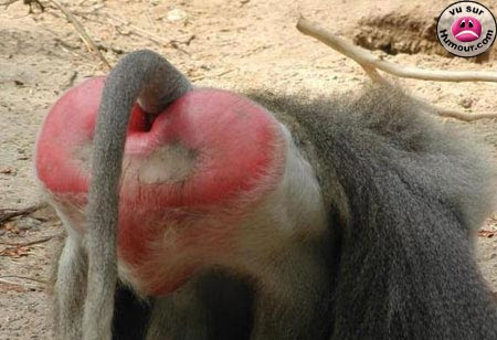 Humour Ho Le Vilain Singe Qui Nous Montre Son Derriere
