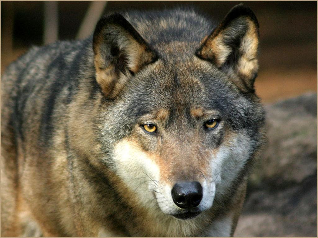 Free Wolf Backgrounds - Wallpaper Cave