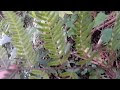 [10000ダウンロード済み√] シダ植物 花咲く 734388